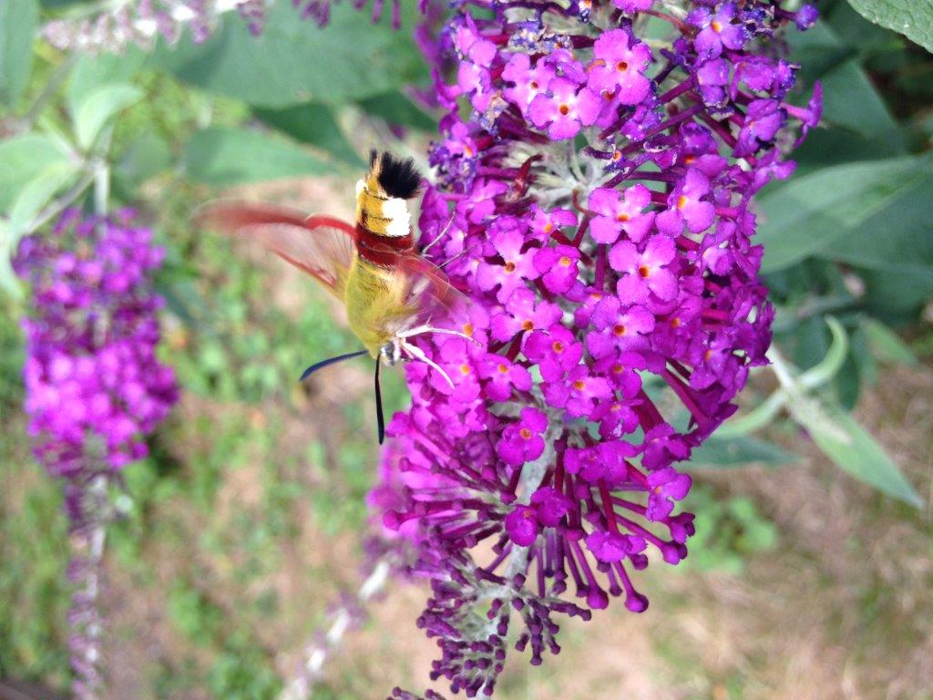 Onbekende vlinder Yvonne juni 2017 Genk Belgie